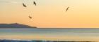 A flock of birds flying above the sea