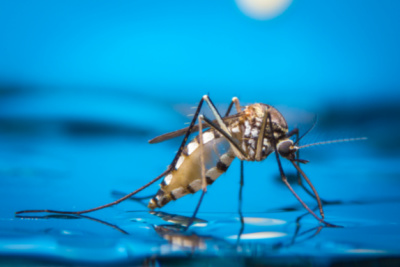 Macro of a Mosquito on water