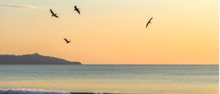 Image of seagulls flying over a beach landscape