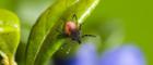 Image of an Ixodes Ricinus Tick on a leaf