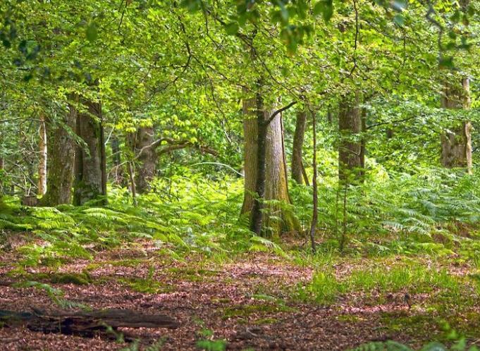 Image of woodland forest