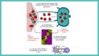 Graphical Abstract showing non migrated and migrated cells isolated from the joint or lymph node