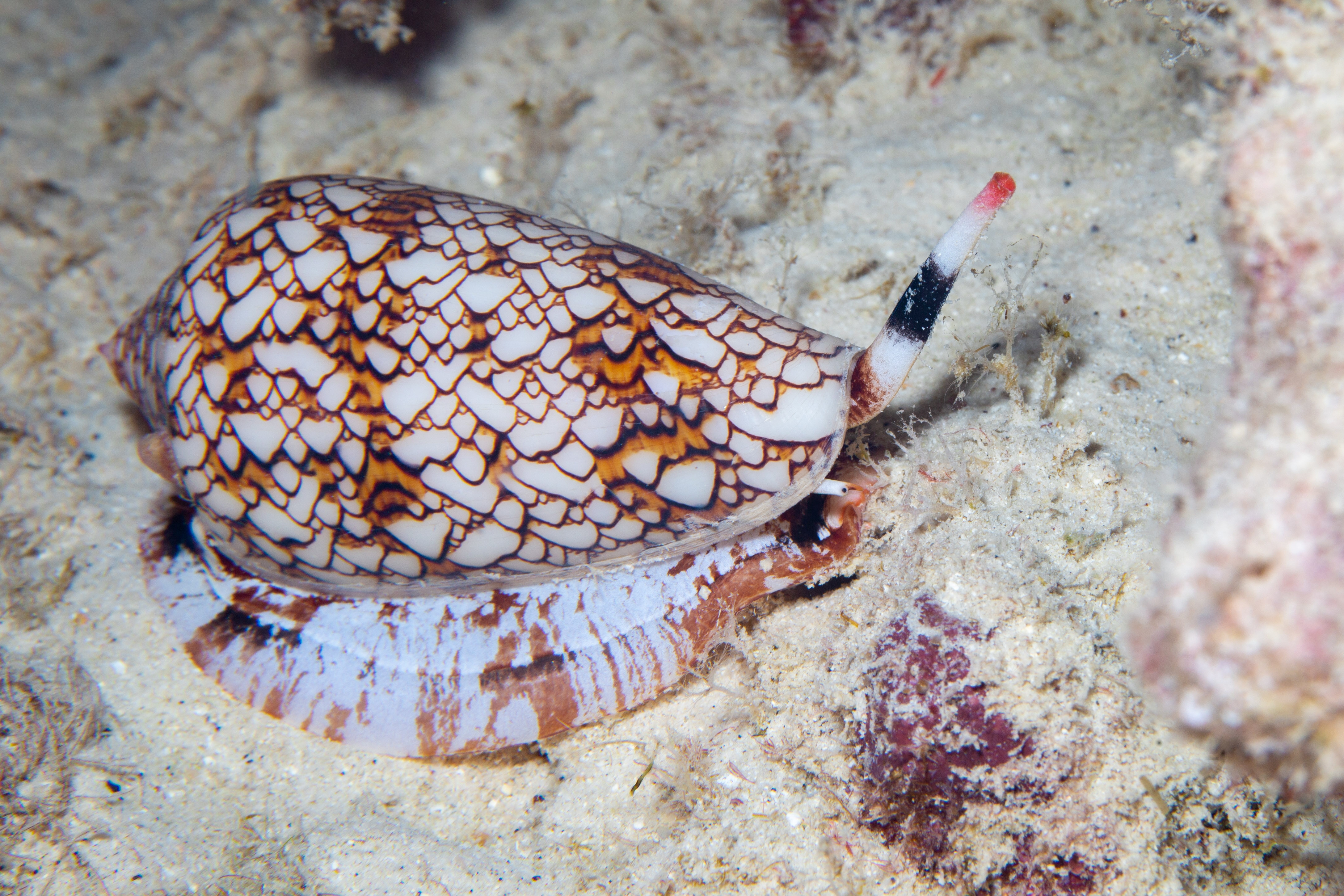 An image of the cone snail whose venom will be studied in new research from Dr Andrew Jamieson
