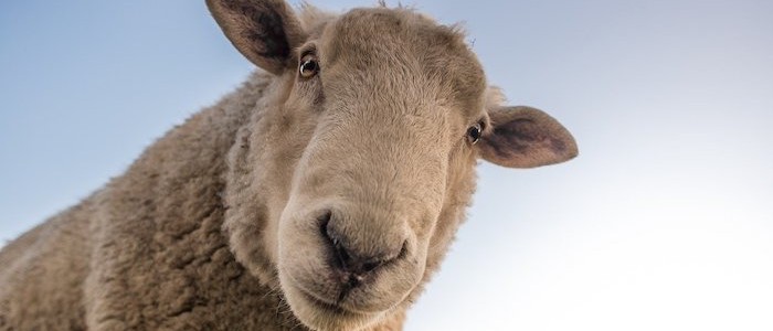 Image of a sheep looking closely into a camera