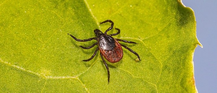 Image of a tick on a leaf