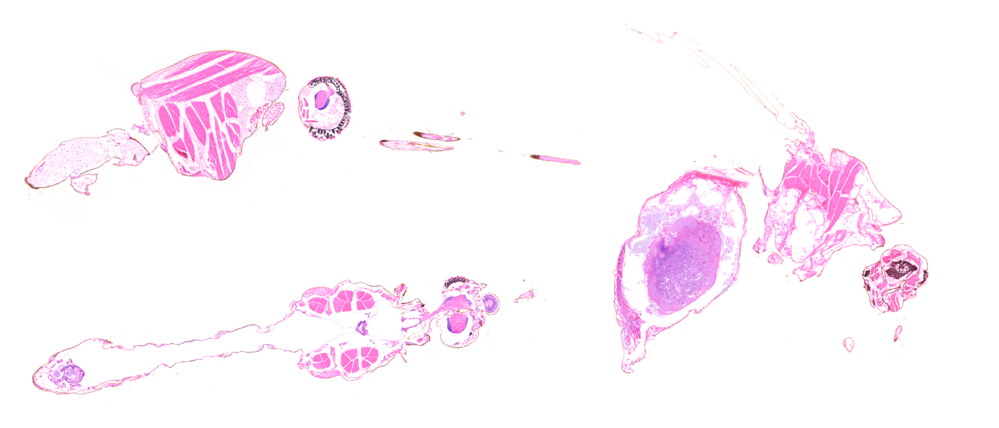 Anopheles colluzzii/ gambiae, stain H&E