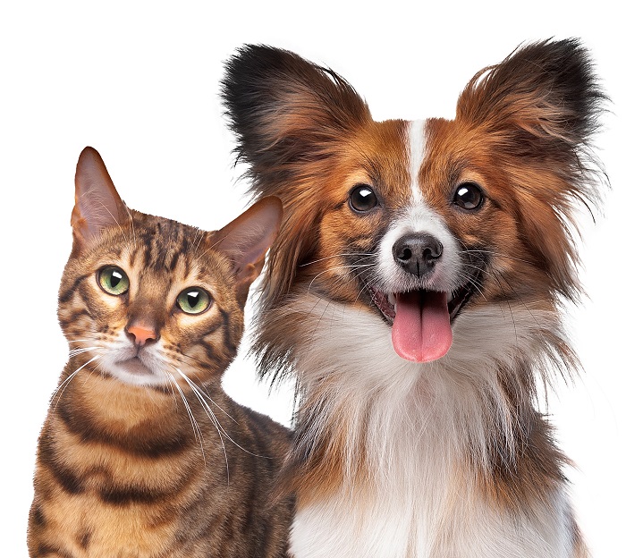 Image of pet animals - a cat and a dog 