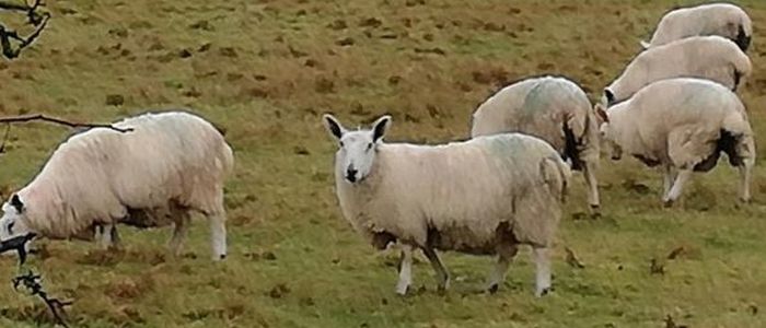 Sheep