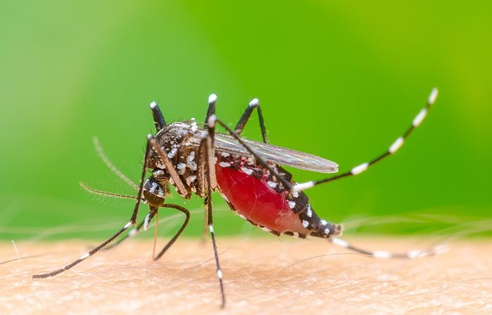 Dengue transmitting mosquito Aedes aegypti