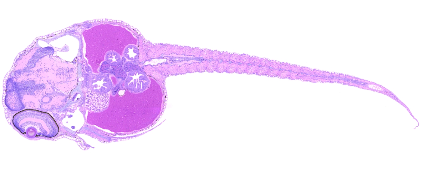 Lumpfish Larvae H&E 