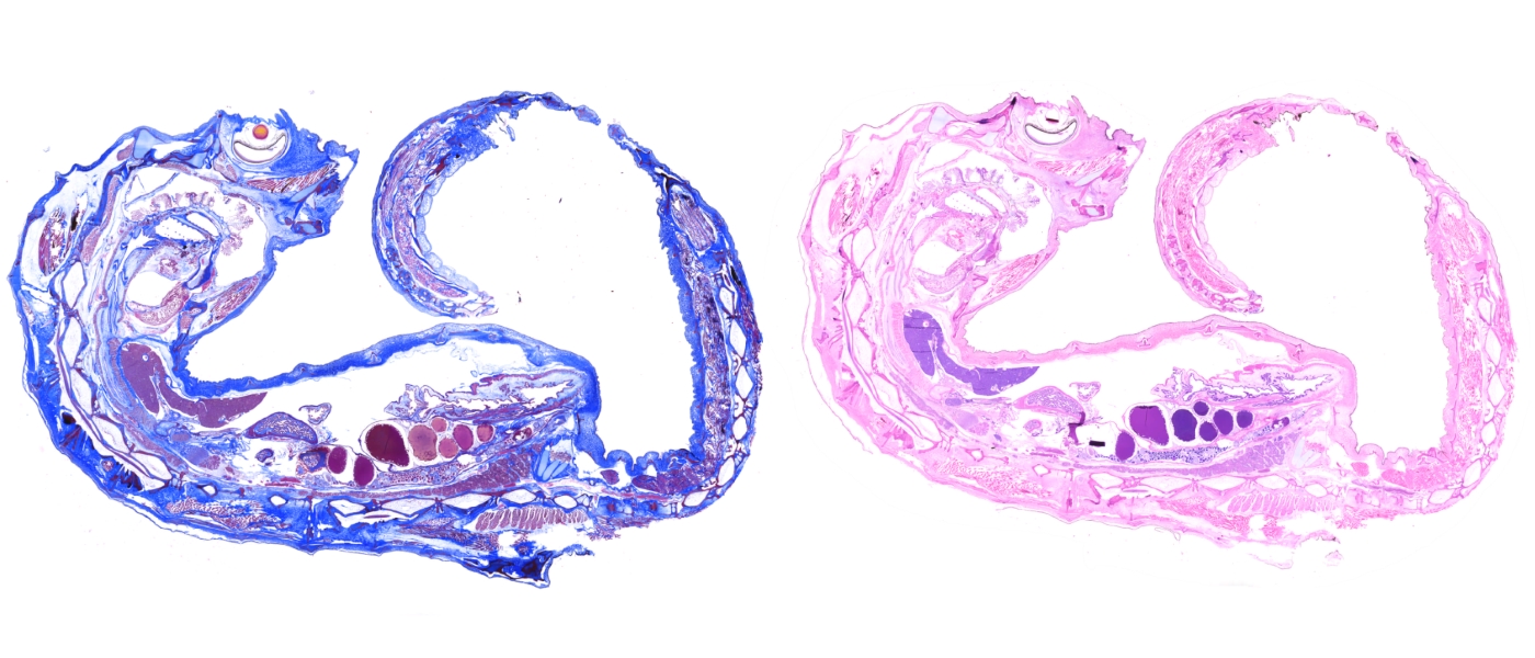 Seahorse Masson's Trichrome and H&E stain