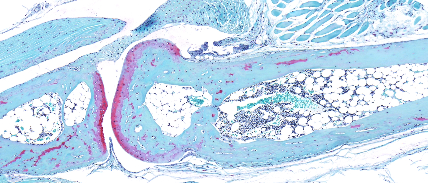 Mouse leg joint stained with Safranin-O