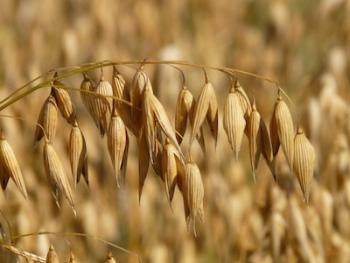 Generic image of Wheat growing