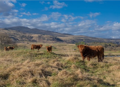 Generic image of Highland cows