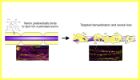 Graphical abstract showing Myelinated axons are the primary target of hemin-mediated oxidative damage in a model of the central nervous system