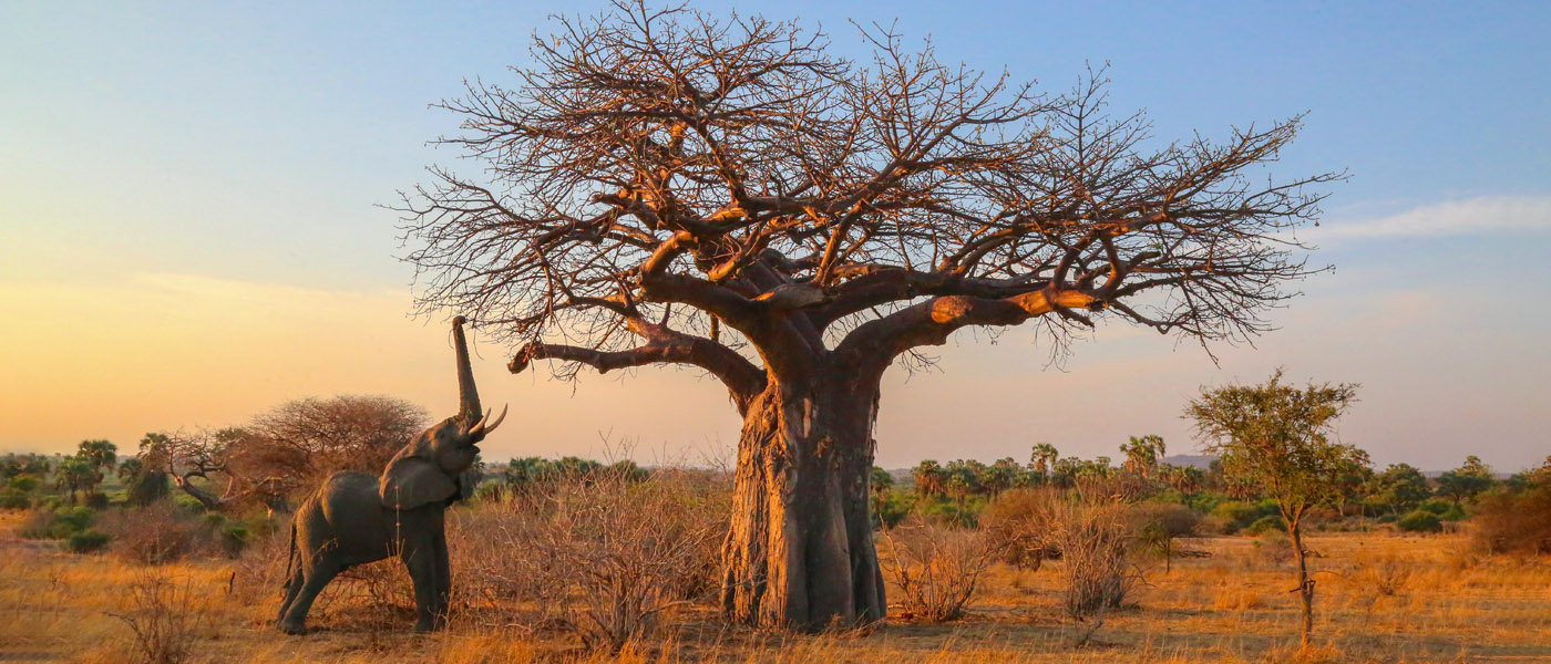 Elephant reaching for high branches, Ruaha, by Graeme Green [Elephant reaching for high branches, Ruaha by Graeme Green]