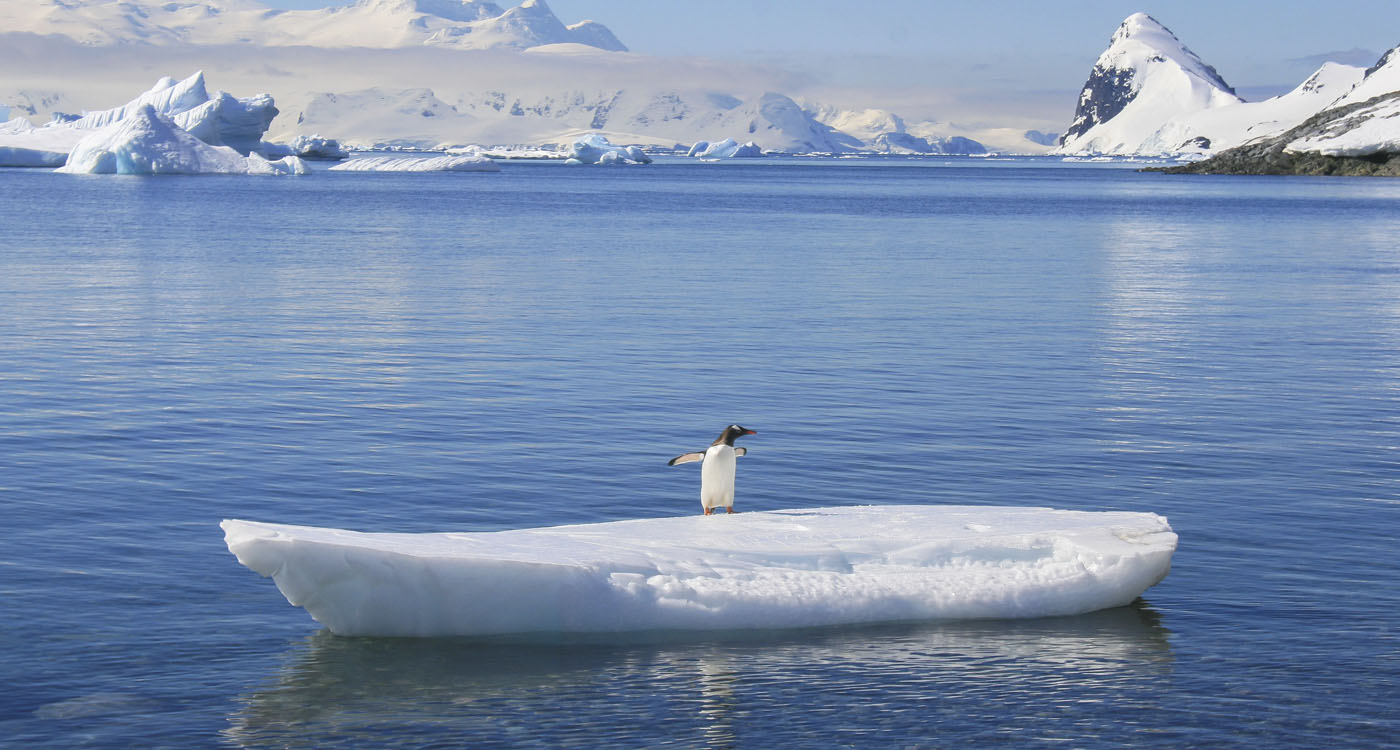Gentoo Penguin on surfboard-esque ice, Antarctica. Copyright Graeme Green