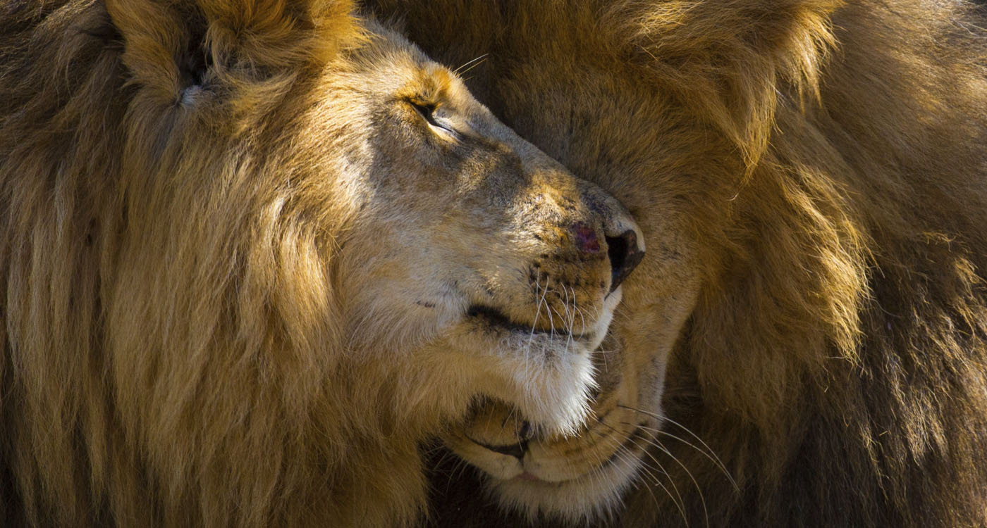 Lion Brothers, Naboisho Conservancy, Kenya. Copyright Graeme Green