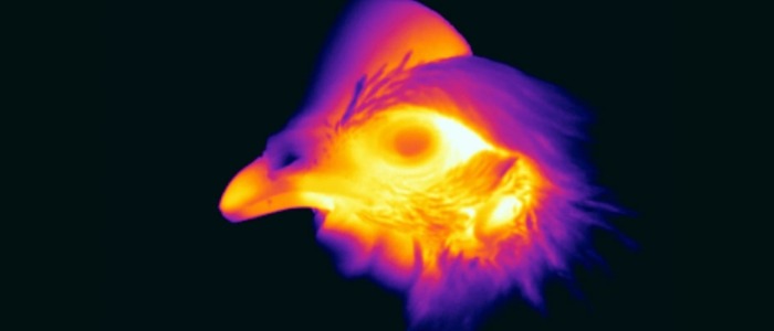 Image from research at BOHVM showing a Heat map image of a chickens head. The chickens head glows orange and red with a dark black background.