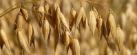 Splash format of wheat in a field