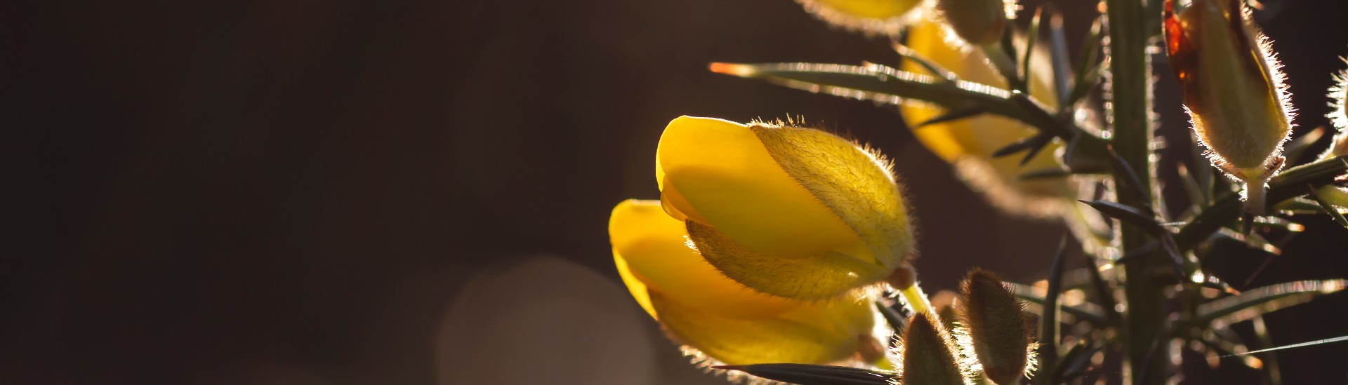 Close up of yellow gorse flowers