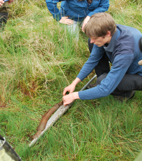 Examining a recently collected peat core