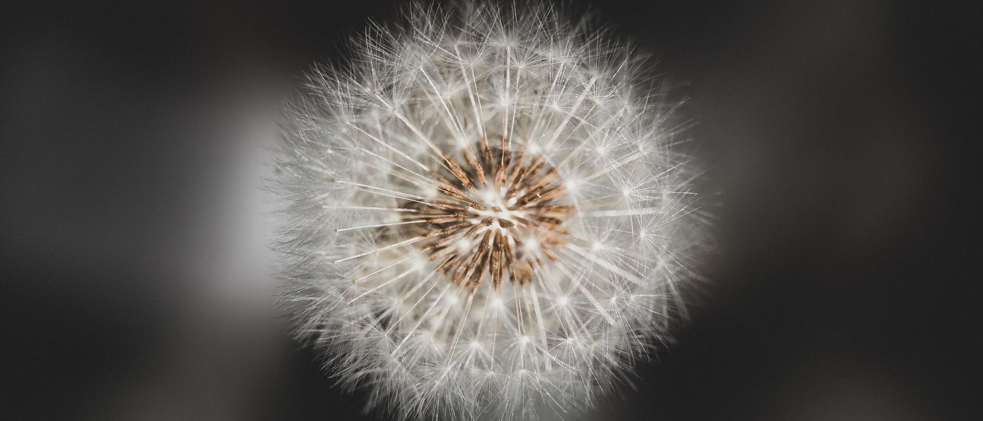 Close up of dandelion clock