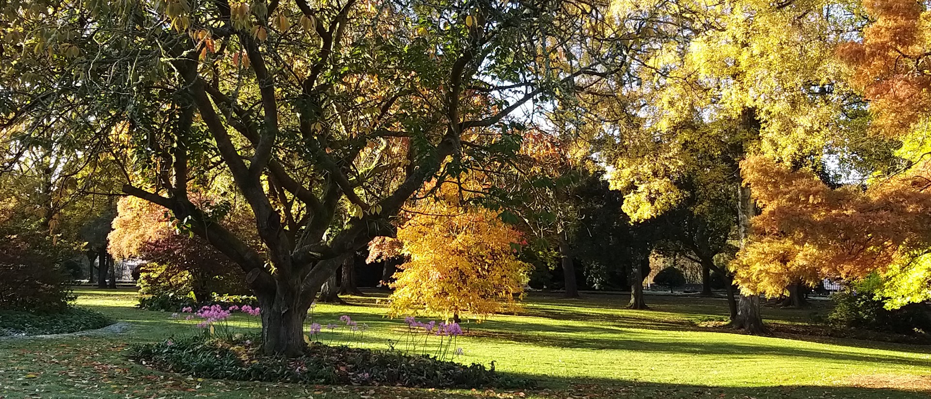Trees in sunshine