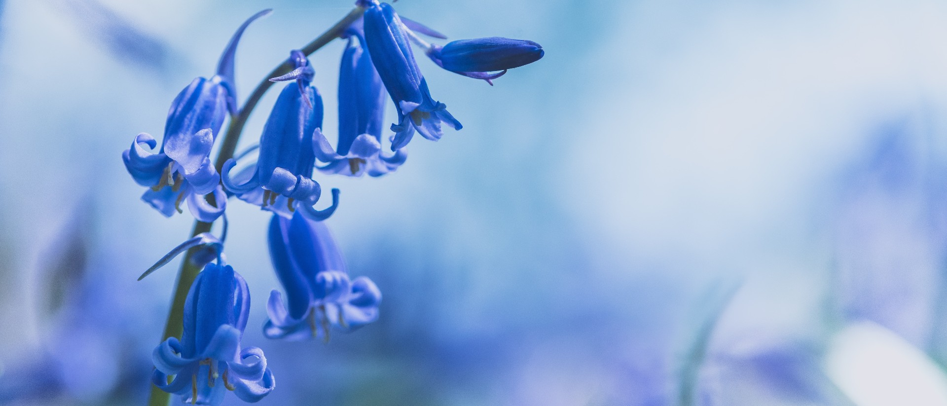 Bluebells
