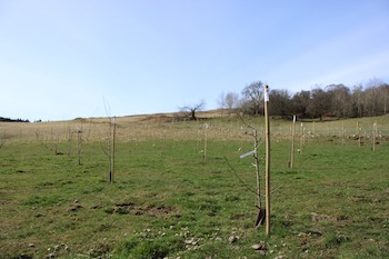 Federico Slow Food image of saplings