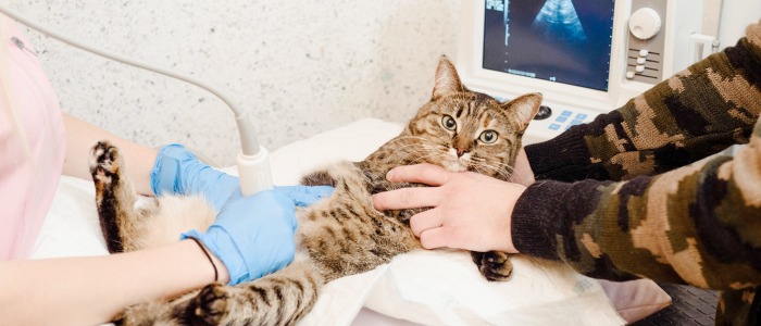 A vet and a pet owner hold a cat for an ultrasound check-up