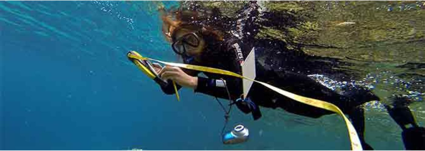 diver under the water