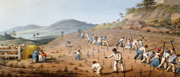 illustration of slaves working in a field