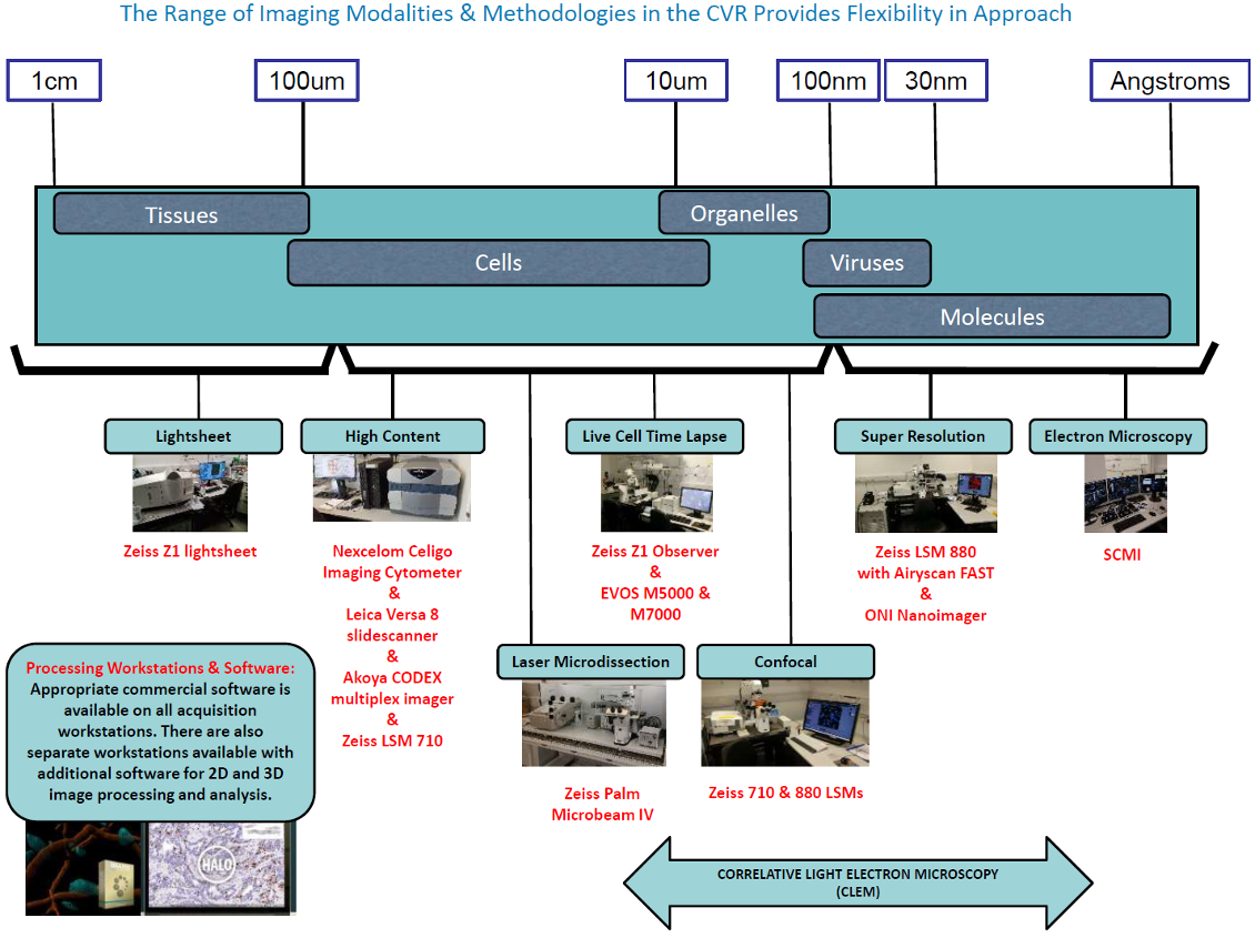 Diagram which outlines the range of imaging modalities and methodologies in the CVR provides flexibility in approach