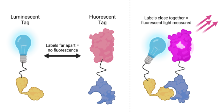 Illustration of Bioluminescent Resonance Energy Transfer technique as described in the text above.