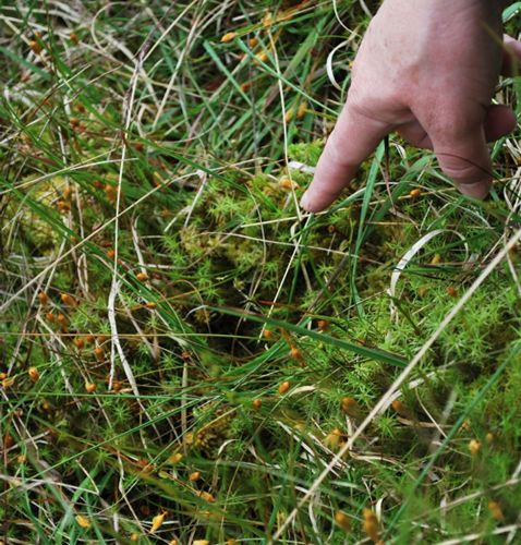 Dr Mel Giles pointing out particulars in the moss and foliage. 