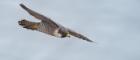 Peregrine Falcon