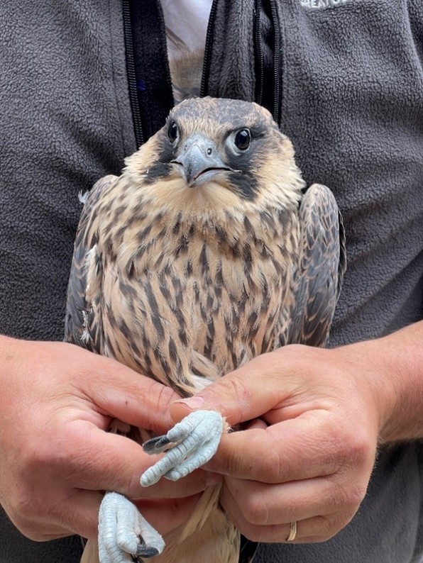 Peregrine Falcon chick