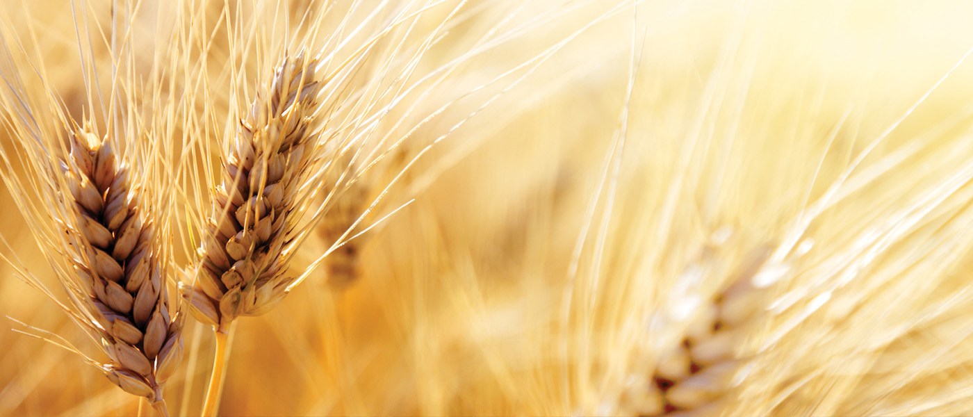 A field of wheat