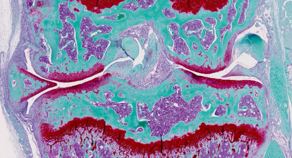 An image taken under a microscope demonstrating Dr Huesa's research