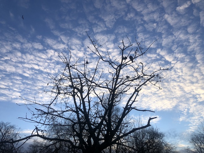A photo of a tree during winter against a blue sky