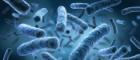 Legionella bacteria