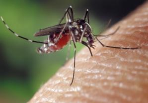Image of an Anopheles mosquito