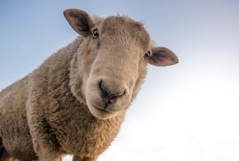 Image of a sheep looking down a camera lens