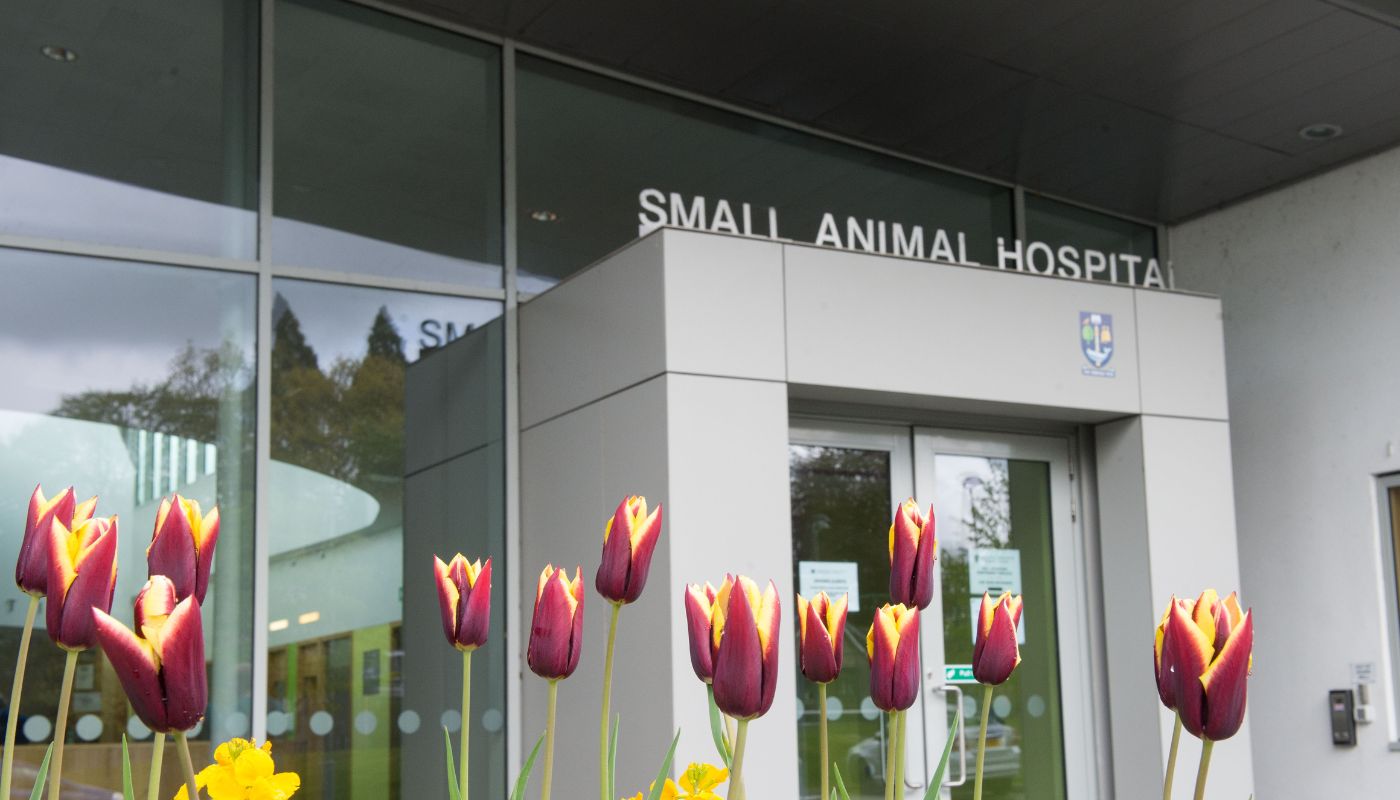 Front of the Small Animal Hospital during the day with tulip flowers in front of the door
