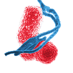 MicrobiomeDB logo