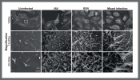 Scanning electron micrographs of IAV, RSV, coinfected or mock infected cells imaged at 1000x (top row), 10,000x (middle row) and 20,000x (bottom row), region of magnification is denoted by the white box. Scale bars represent 10 µm at 1000x and 1 µm at 10,000x and 20,000x magnification. Micrographs representative of n = 2 biologically independent experiments.