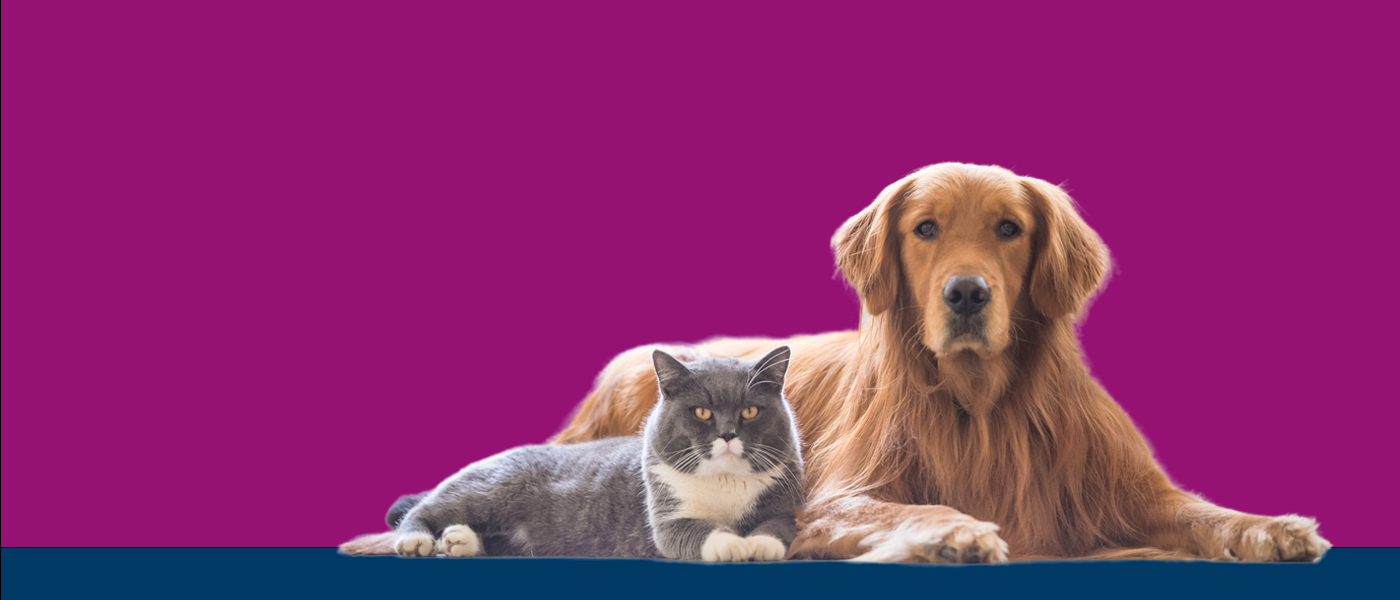 Cat and dog lying down next to each other with the text where our vets meet your pets displayed.