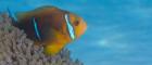 An orange-fin anemonefish