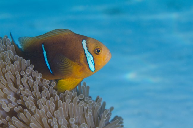 An orange-fin anemonefish